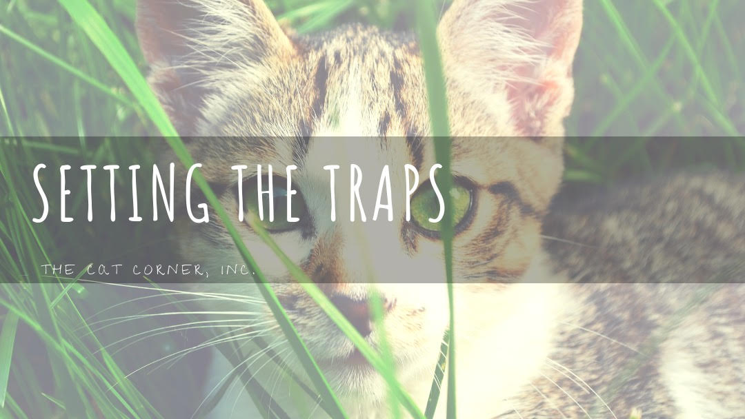 Trapping  International Cat Care